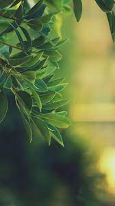 Wallpapers Phone Wallpapers Hd Nature Wallpapers Nature Wallpaper Nature Iphone Wallpaper