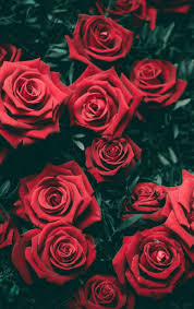 You can also upload and share your favorite new wallpapers download. 100 Hq Red Rose Wallpaper Images Best Collection 121 Quotes
