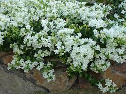 Bougainvillea is a popular tropical ornamental flower commonly used in landscaping. Pin On My Garden