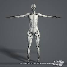 Male Female Anatomy Body 3d Max In 2020 Female Anatomy Human Anatomy Model Body Anatomy