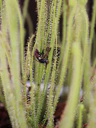 Image result for Drosera pilosa