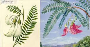 Image result for Craibia grandiflora