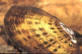 Image result for Urochloa villosa