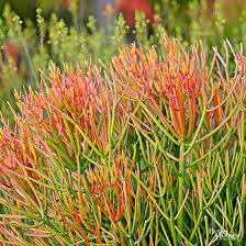 Pin On Desert Plants