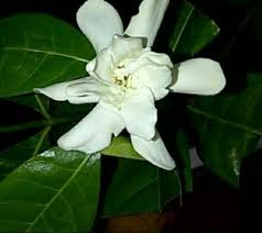Antara pelepah dan helai daun terdapat ligula. Jual Bibit Tanaman Bunga Pandan Wangi Bali Kota Batu Petani Punten Tokopedia