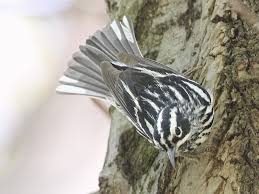 Following are the 11 yellow birds are found in michigan in the spring, males are coated with a bright yellow overall, blackish wings with white marks, and a black forehead. Black And White Warbler Ebird