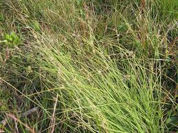 Image result for Scleria