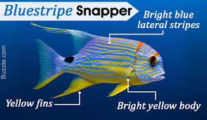 A Visual Guide On How To Identify Various Types Of Snapper Fish