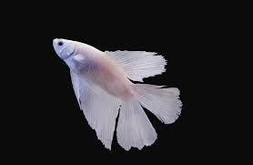 However even though the coloration can appear a bit. White Betta Fish Photograph By Photograph By Anastasiya Fursova