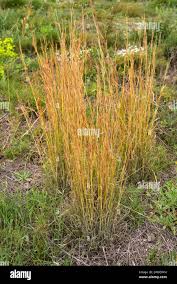 Image result for Hyparrhenia tamba