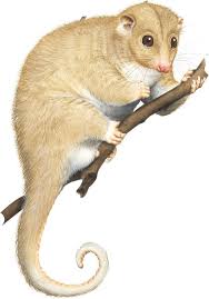 A Guide To All 27 Species Of Australias Possums And Gliders