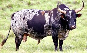 A wide variety of price of cows options are available to you, such as local service location, material, and applicable industries. Nguni Sa