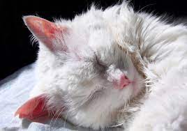 The strongest risk factor for developing skin cancer is ultraviolet (uv) ray exposure, typically from the sun. Can White Cats Get Skin Cancer On Their Ears Animed Direct