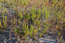 Image result for Salicornia perrieri