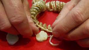 Conch Eggs Examined Youtube