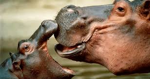 Check spelling or type a new query. 32 Mother Baby Animal Photos To Make Your Heart Melt