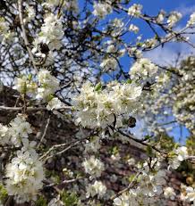 Image result for Prunus domestica