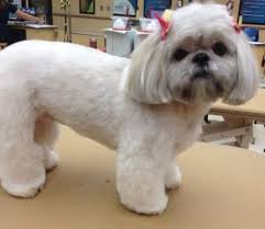 The facial hair is cut a bit low while the ears stand out in the most adorable manner. 5 Fun Hairstyles For The Holidays The Dog Stop Where Tails Go To Wag