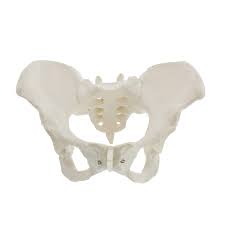 Thakar and fenner  5 , figure 1.2, p. Amazon Com Monmed Life Size Female Pelvis Model Hip Model Female Anatomy Model Hip Bone Pelvic Model Female Anatomical Model Industrial Scientific