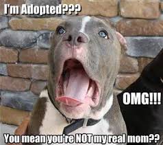 I M Adopted Funny Animal Jokes Funny Dog Pictures Funny Animal Quotes