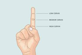 Image result for cervix position