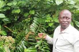 Image result for Eremospatha haullevilleana