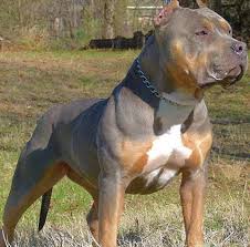 Timeline Photos Pitbull Red Nose Pitbull Terrier Bully Breeds Dogs Scary Dogs