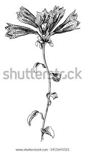 Image result for Alstroemeria pulchella