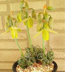 Image result for Albuca