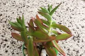Image result for Crassula alba