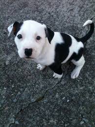Black And White Pit Bull Boxer Pin On Pit Bull Black And White Photography