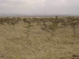 Image result for Blepharis acanthodioides