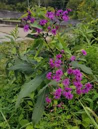 Image result for Vernonia brachycalyx