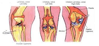 Tplo Surgery For Dogs That Have A Torn Acl Fun Times Guide To Dogs Torn Acl In Dogs Acl Tear Acl Surgery