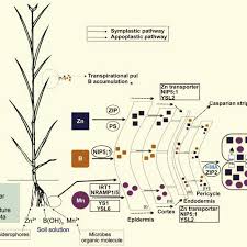 Manganese is an essential trace element that is naturally present in many foods and available as a dietary supplement. Uptake Mechanism Of Zinc Boron And Manganese From Soil To Plant Plant Download Scientific Diagram