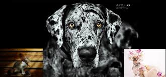 You may be surprised at the diversity and variety of things to do in haliburton, no matter where your interests lie. Pet Photography Pcci Institute Of Photography