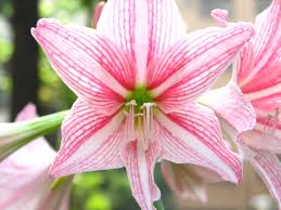 Image result for Hippeastrum