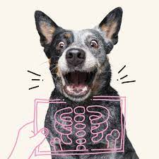 · petplan is a leading pet health insurance provider in the united states and canada the preferred . Best Dog Insurance By Petplan Health Insurance Coverage For Dogs