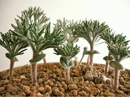 Image result for Eriospermum seineri