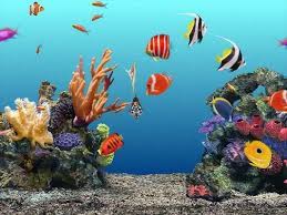 Ellos son imagenes de fondo hd de alta calidad y ofrecen el mejor fondos de pantalla peces. Resultado De Imagen De Fondos De Escritorio En Movimiento Painting Art Fish Pet