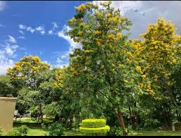 Image result for Acacia rovumae
