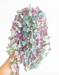 During the growing season in spring and summer, water when the soil is dry. String Of Hearts Complete Care Guide That Planty Life