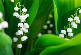 Il se cultive en pleine terre et en pot, à l'extérieur et en intérieur. Planter Le Muguet Gamm Vert