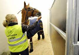 Flying Million Dollar Racehorses To Churchill Downs