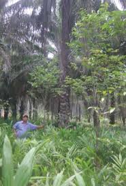 Agarwood (aloe wood, eagle wood agarwoods are a rare form of wood that yields the most exotic oud oils. Promoting Agarwood Based Agroforestry Systems In North Central Provinces Of Viet Nam Tropenbos International