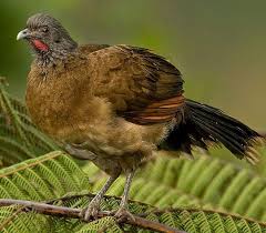 Gray Bird With Red Spot On Back Of Head Plain Chachalaca Loud Phesant Like Bird Drab In Color With Gray Head Olive Brown Back Buff Belly Dark Tail With Green G With Images Bird Species Birds Bird Pictures