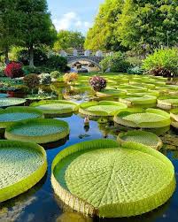 Beautiful Giant Water Lilies In Kusatsu City At The Mizunomori Water Botanical Garden Japan Imgur Giant Water Lily Beautiful Places Beautiful Landscapes