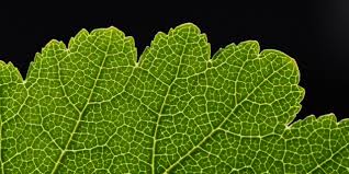 Image result for Greyia