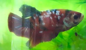Home » products » bettas » koi betta female 1 pack. Kianmeng Org Betta Spawn Log Bsl20180507 Hmpk Koi Red M X Hmpk Koi Red M