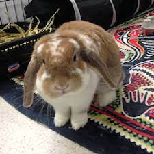 Pet sitting services are suitable for all types of pets who would feel more comfortable in their own environment. Petsittingrecomendtions